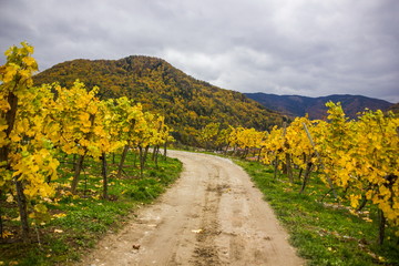 Colorful autumn Vineyard in Wachau valley in Austria