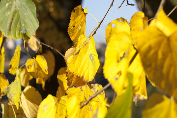 Obraz premium leaves of a linden