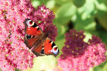 Red butterfly sitting on a pink flower.