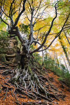 Old beech tree in autumn.