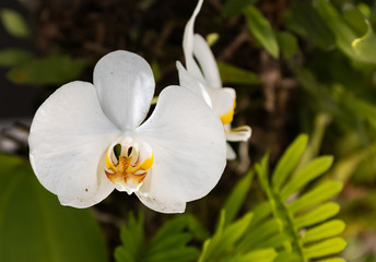 White Orchid
