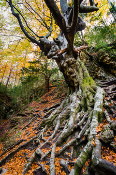 Old beech tree in autumn.