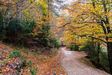 Beautiful path through forest in autumn.
