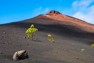 View of the Arenas Negras near volcano Teide, Teide National Park, Tenerife, Canary Islands, Spain