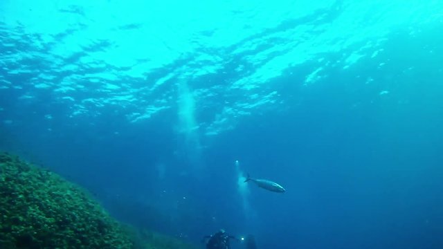 Marine life - Little tuny atacks a sardines baitball