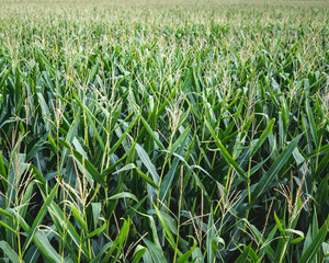 Fototapeta premium View on Cornfield