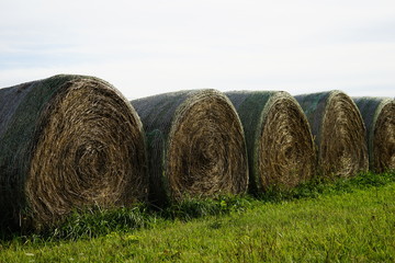 Hay 1