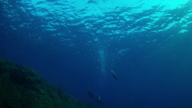 Marine life fast little tunny hunting a baitball . Scuba diving in the sea