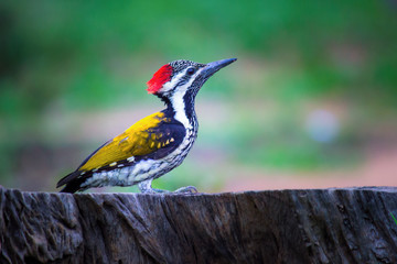 Black-rumped Flameback 