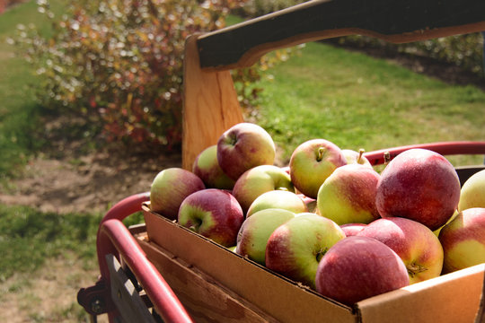 Freshly picked apples sitting in a wagon. Greenbluff in the fall. 