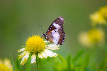Brown Butterfly