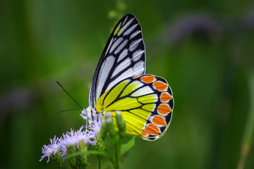 The common Jezebel butterfly 