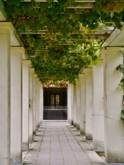 S&auml;ulen-Durchgang umrankt