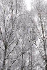 birch trees