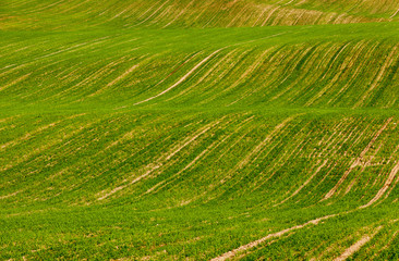 winter crop in field