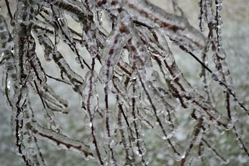 Icy Branches
