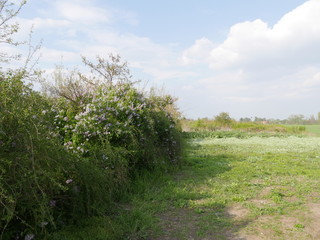 meadow