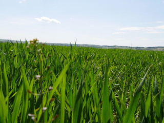 Obraz premium grass/skyline