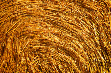 Close up of straw background texture