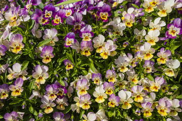 Close-up of ornamental flowering Viola plants.
