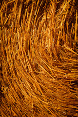 Close up of straw background texture