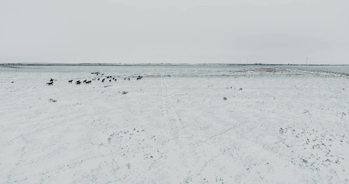 Aerial wild Mustang horse herd winter snow meadow fast. Winter range. Poor food. Wild feral horses.