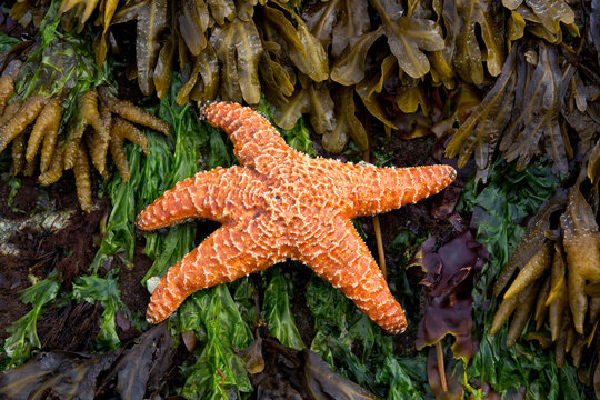 Orange starfish on a seaweed and yellow kelp