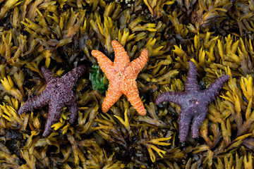 Orange and purple star fish on a bed of yellow kelp