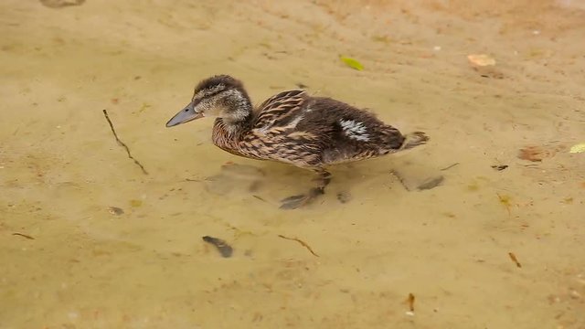 Newborn ducklings on water by the lake shore