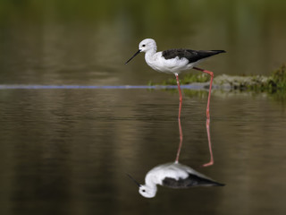 Black-winged Stilt with Reflection