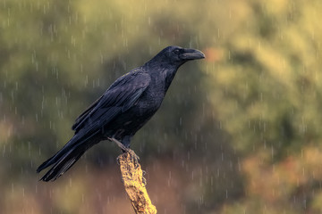raven, corvus corax