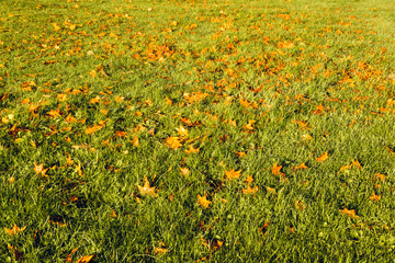 Autumn leaves fallen on the grass field - seasonal nature background 1
