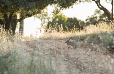 Obraz na płótnie Canvas Hare at dehesa pastoral management state at sunset, Badajoz, Spain