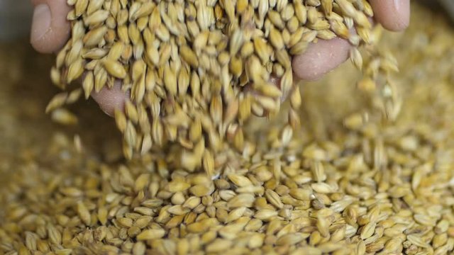 Close up shot of hands of master brewer with barley seeds. Employee examining the barley at brewery factory.