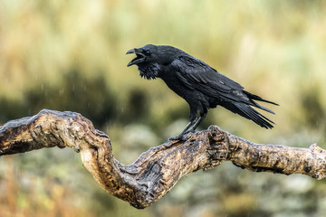 raven, corvus corax