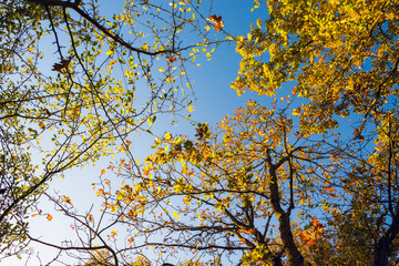 Colorful tree canopy in Autumn on sunny morning - Autumn background 1