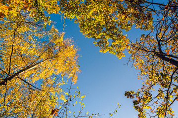 Colorful tree canopy in Autumn on sunny morning - Autumn background 3