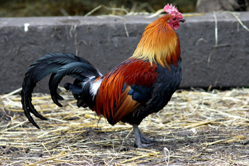 cockerel