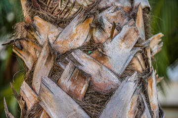 texture of palm trees