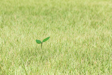 草むらの中で芽を出した双葉　エコイメージ