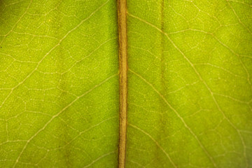 Obraz premium texture of tropical plants, macrophotography