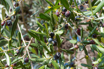 olive tree with fruits