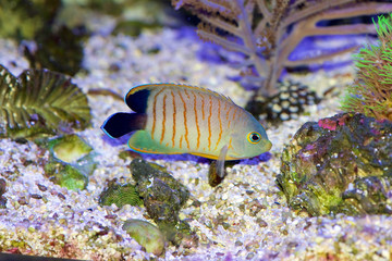 Eibli's Angelfish, Centropyge eibli, swimming in coral