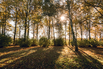 Fototapeta na wymiar Morning sunlight falling through over Autumn forest - Nature background 1