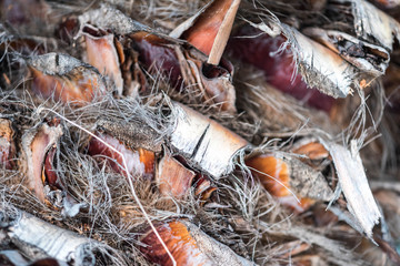 texture of palm trees