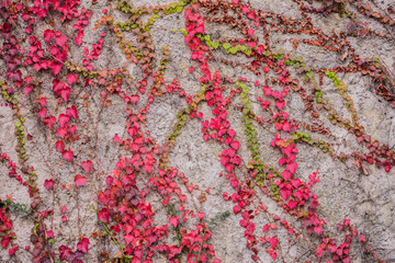 a wall overgrown with a plant with bright red leaves of autumn color