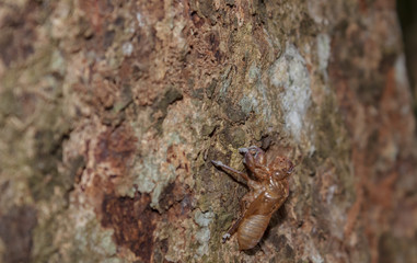 Cicada molt on tree in the forest.