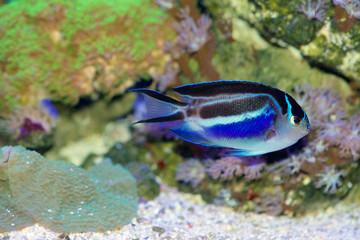 Fototapeta na wymiar Bellus Angelfish, Genicanthus bellus, in a saltwater reef environment
