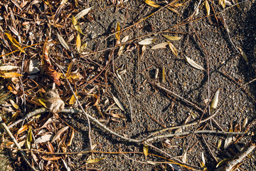Fallen leaves on the pavement - nature abstract background 1