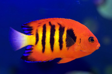 Fototapeta premium Flame Angelfish, Centropyge loricula